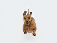 Training a Foolproof Recall Using Reward-Based Methods